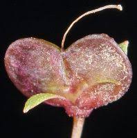 Attēlu rezultāti vaicājumam “Veronica scutellata fruit”