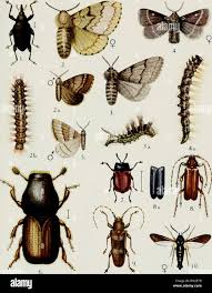 Attēlu rezultāti vaicājumam “Scolytus ratzeburgi”