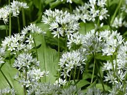 Attēlu rezultāti vaicājumam “Allium ursinum”
