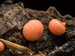 Attēlu rezultāti vaicājumam “Lycogala cf. fossiculatum macro”