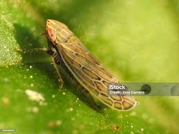 Attēlu rezultāti vaicājumam “Cicadellidae”