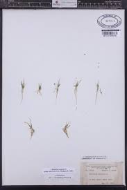 Attēlu rezultāti vaicājumam “Subularia aquatica”