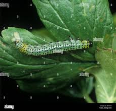 Attēlu rezultāti vaicājumam “Nematus ribesii”