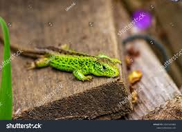 Attēlu rezultāti vaicājumam “Lacerta agilis male”