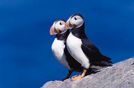 Image result for Fratercula arctica