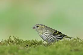 Attēlu rezultāti vaicājumam “Carduelis spinus female”