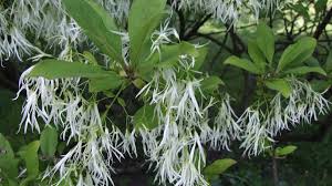 Attēlu rezultāti vaicājumam “Chionanthus virginicus”