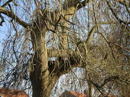 Attēlu rezultāti vaicājumam “Fraxinus excelsior Pendula”