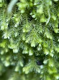 Attēlu rezultāti vaicājumam “Blepharostoma trichophyllum sporophyte”