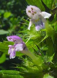 Attēlu rezultāti vaicājumam “Galeopsis bifida”