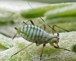 Attēlu rezultāti vaicājumam “Cephaloziella elachista macro”