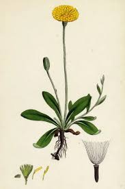 Image result for Hieracium pilosella