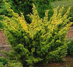 Attēlu rezultāti vaicājumam “Juniperus chinensis”