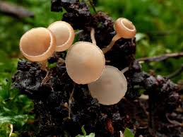 Attēlu rezultāti vaicājumam “Ciboria amentacea”