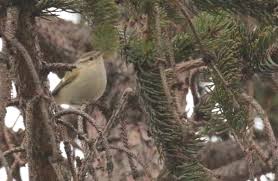 Image result for Phylloscopus humei