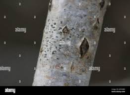 Attēlu rezultāti vaicājumam “Arthonia byssacea”