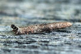 Attēlu rezultāti vaicājumam “Taleporia tubulosa”