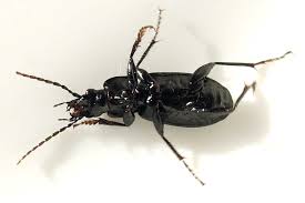 Attēlu rezultāti vaicājumam “Pterostichus niger”