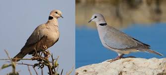 Attēlu rezultāti vaicājumam “Columbiformes”