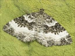 Attēlu rezultāti vaicājumam “Epirrhoe alternata”