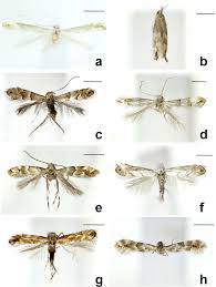 Attēlu rezultāti vaicājumam “Phyllonorycter sp.”