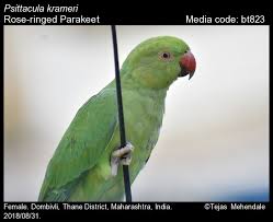 Image result for Psittacula krameri