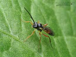 Attēlu rezultāti vaicājumam “Ichneumonidae”