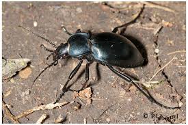 Attēlu rezultāti vaicājumam “Carabus glabratus”