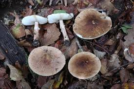 Attēlu rezultāti vaicājumam “Lycogala asperum”