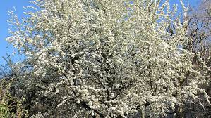 Attēlu rezultāti vaicājumam “Pyrus communis bud”