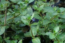 Attēlu rezultāti vaicājumam “Veronica beccabunga bud”