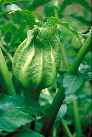 Attēlu rezultāti vaicājumam “Solanaceae”