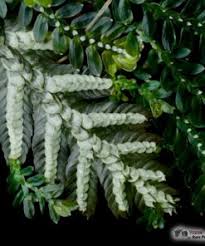 Attēlu rezultāti vaicājumam “Palustriella commutata sporophyte”