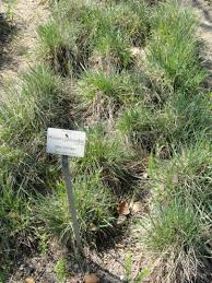 Attēlu rezultāti vaicājumam “Phleum phleoides”