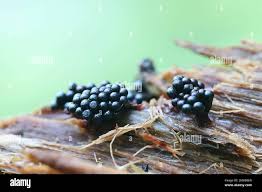 Attēlu rezultāti vaicājumam “Metatrichia sp.”