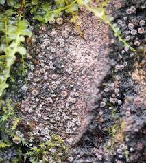 Attēlu rezultāti vaicājumam “Lachnum corticale”