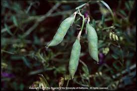 Attēlu rezultāti vaicājumam “Vicia sepium fruit”