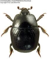 Attēlu rezultāti vaicājumam “Hypocaccus rugiceps”