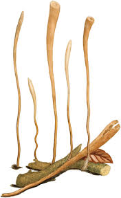 Attēlu rezultāti vaicājumam “Macrotyphula fistulosa”