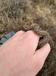 Attēlu rezultāti vaicājumam “Coronella austriaca”