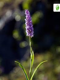 Attēlu rezultāti vaicājumam “Gymnadenia conopsea flower”