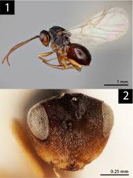 Attēlu rezultāti vaicājumam “Aulacidea hieracii”