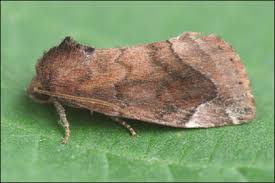 Attēlu rezultāti vaicājumam “Cosmia pyralina”