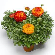 Attēlu rezultāti vaicājumam “Ranunculus mendax flower”