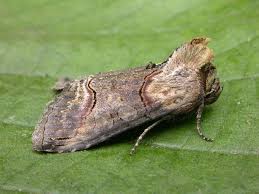 Attēlu rezultāti vaicājumam “Abrostola triplasia”