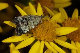 Attēlu rezultāti vaicājumam “Aphis jacobaeae”