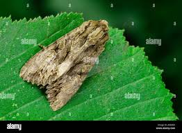 Attēlu rezultāti vaicājumam “Apamea monoglypha”