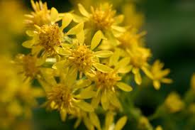 Attēlu rezultāti vaicājumam “Solidago virgaurea bud”