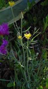 Attēlu rezultāti vaicājumam “Scorzonera humilis bud”