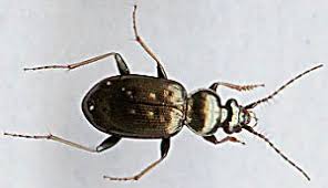 Attēlu rezultāti vaicājumam “Loricera pilicornis”